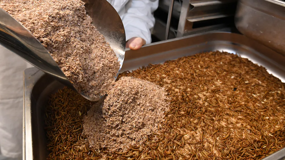 Insekten als Schweinefutter. In den Versuchsanordnungen werden die Mehlkäfer-Larven mit Weizenkleie gefüttert. Ökologisch sinnvoll wäre es, bei einer Grossproduktion organische Abfälle als Larvenfutter einzusetzen.