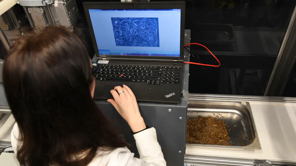 Insekten als Schweinefutter. Um grosse Mengen produzieren zu können, müssen automatisierte Fertigungsstrassen eingesetzt werden.