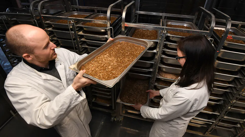 Insekten als Schweinefutter. Mit seiner Kollegin Nina Kröncke begutachtet Demtröder im Forschungslabor Mehlkäfer-Larven in Edelstahlbehältern.