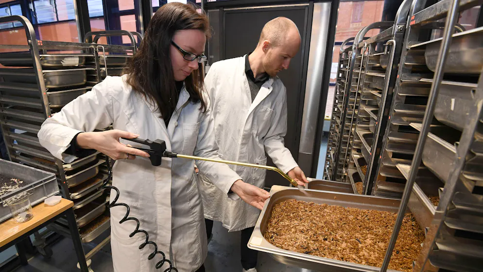 Insekten als Schweinefutter. Die Wissenschaftler müssen ihre Versuchslarven regelmässig befeuchten.