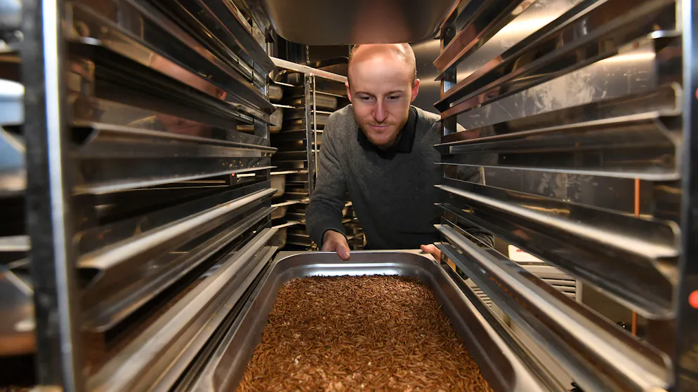 Insekten als Schweinefutter. Sebastian Demtröder ist an der Hochschule Bremerhaven Herr über etwa 100 Kilo Mehlkäfer-Larven.