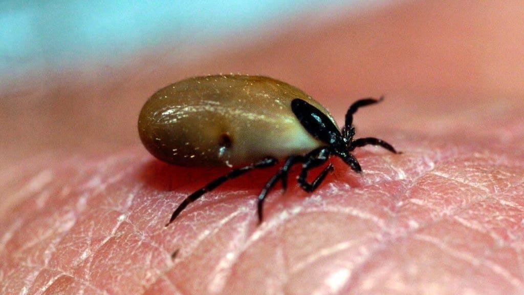 Frühlingszeit – Zeckenzeit. Wird das Zecken-Jahr wieder so schlimm wie 2018?