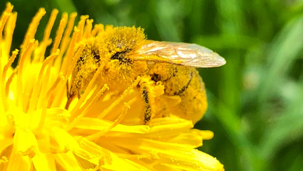 Swisscom Nachhaltigkeitsblog. Ohne Bienen würden die meisten Pflanzen nicht existieren