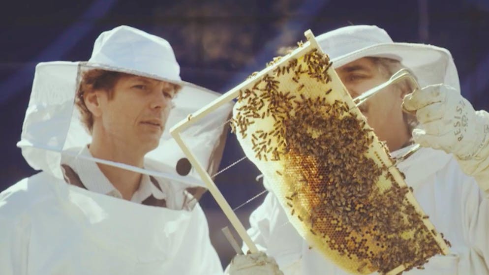 Stefan Metzger è affascinato dai tanti punti in comune tra due mondi così lontani: l’apicoltura e l’attività informatica.