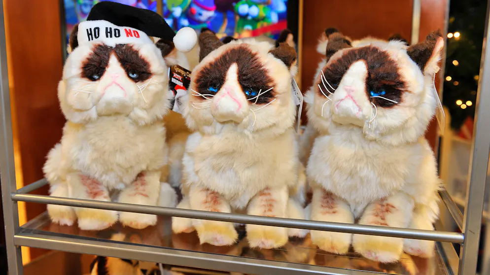 Grumpy Cat: Die besten Bilder einer mürrischen Katze. Grumpy Cat ist im ALter von sieben Jahren gestorben. Was vom Büsi übrig bleibt, sehen Sie hier.