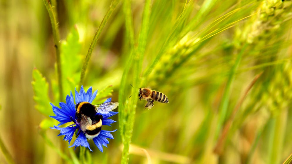 le api sono fondamentali anche per l’agricoltura, come hanno scoperto i ricercatori della Albert-Ludwigs-Universität di Friburgo in Brisgovia in collaborazione con l’Università della California, Berkeley.