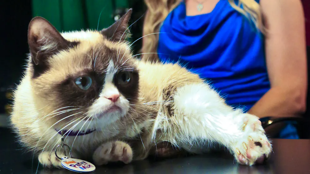 Grumpy Cat: Die besten Bilder einer mürrischen Katze. Überhaupt wurde Grumpy Cat ziemlich viel fotografiert.