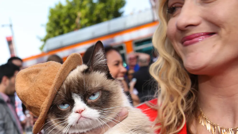 Grumpy Cat: Die besten Bilder einer mürrischen Katze. Bei den MTV Movie Awards durfte das Tier auf dem roten Teppich posieren.