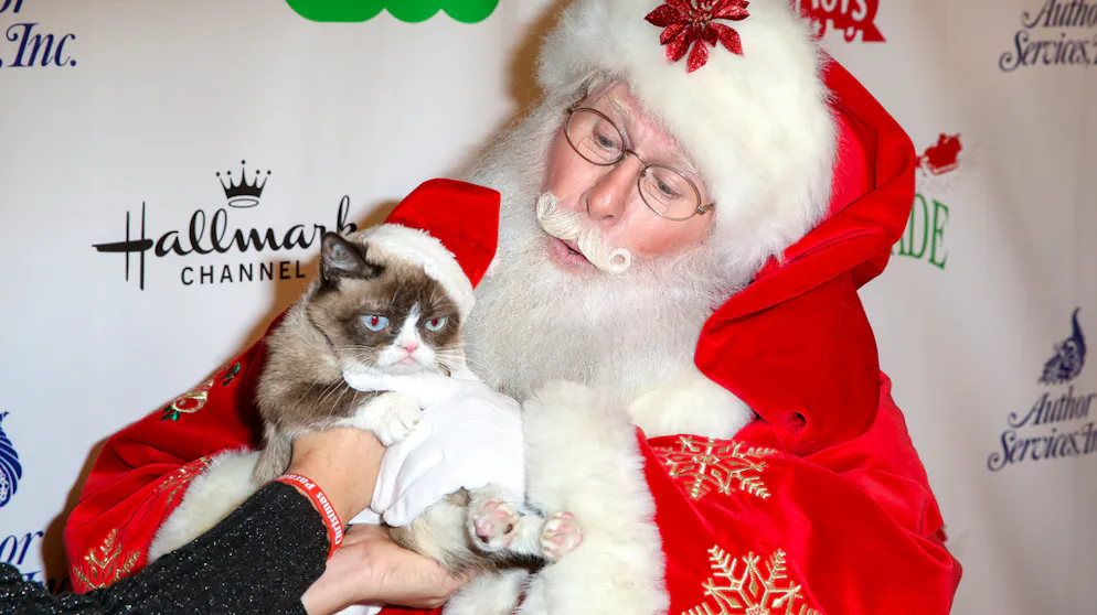 Grumpy Cat: Die besten Bilder einer mürrischen Katze. Da konnte auch Santa Claus nichts ausrichten.