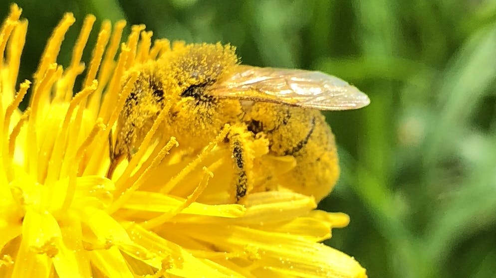 Lunedì 20 maggio è la Giornata mondiale delle api istituita dall’ONU. In tutto il mondo viene spiegato l’importante ruolo di questi piccoli, ma laboriosi insetti per l’essere umano e l’ambiente.
