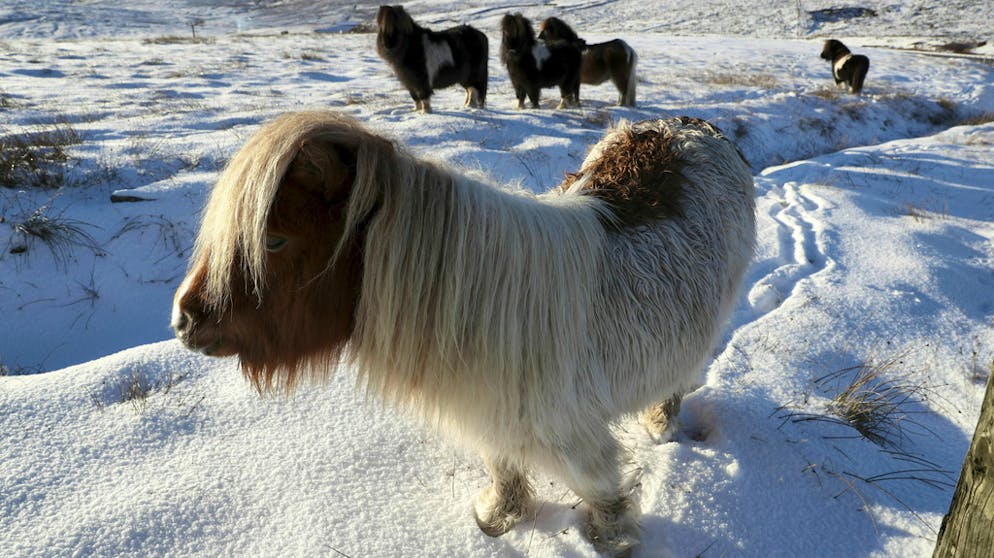 Das sind Europas Top-Reiseziele 2019. Platz 6: Nicht nur die berühmten Ponys der Shetlandinseln im Norden Schottlands sind eine Reise wert.