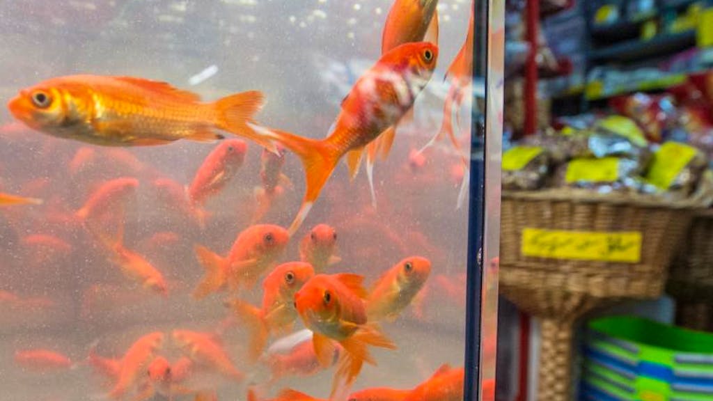 Hohe Bussen drohen. Aussetzen verboten: Goldfische gefährden Schweizer Weiher