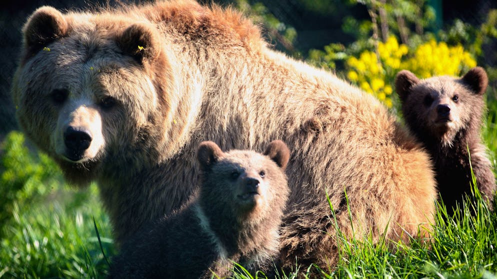 Das sind Europas Top-Reiseziele 2019. Dort lassen sich auch die in den meisten anderen Ländern ausgestorbenen Braunbären beobachten