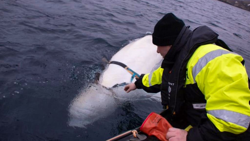 Norvegia. Secondo gli esperti, l'esercito russo utilizza balene addestrate