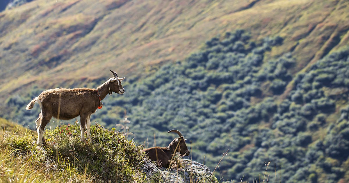 Biologie: Les ruminants «rincent» leur nourriture | blue News