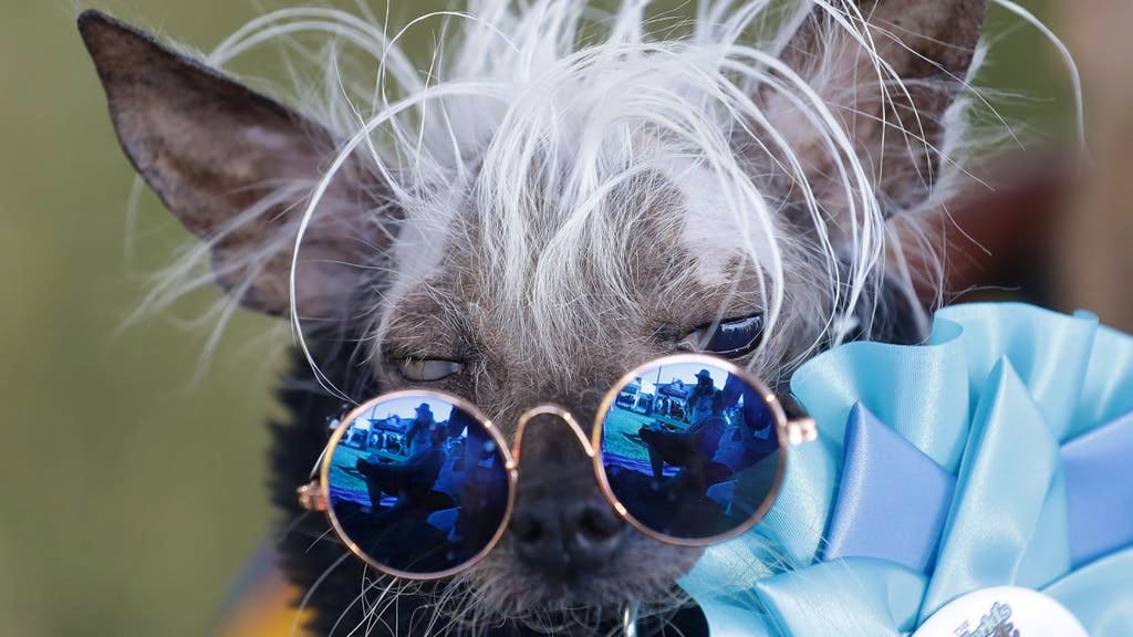 En Californie, le chien le plus laid du monde a été désigné lors du «World’s Ugliest Dog Contest». Même si Rascal Deux n’a pas remporté le concours, sa décontraction a certainement convaincu l’assistance. <br>