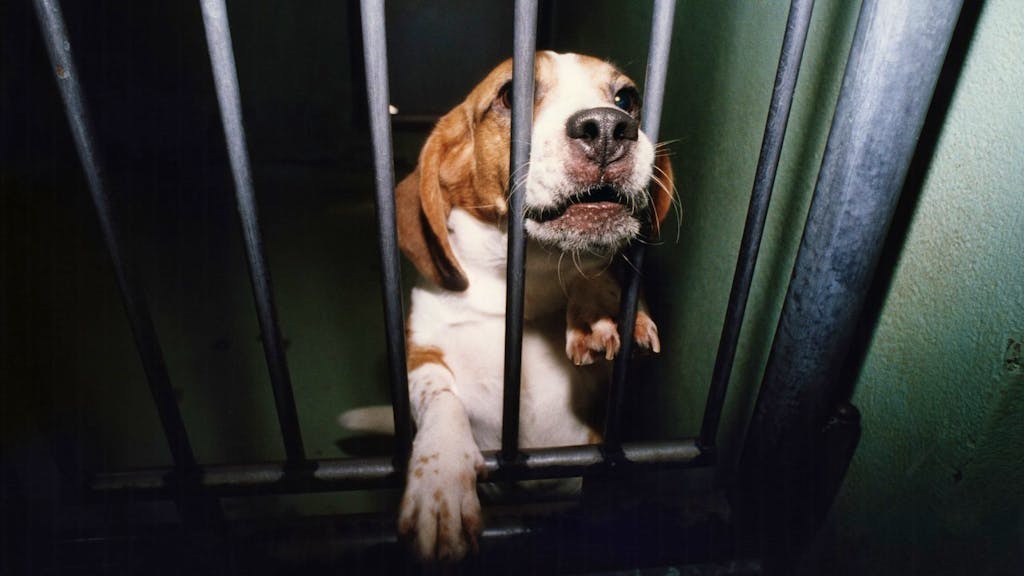 Tiere. Bundesrat gegen Verbot von Tierversuchen