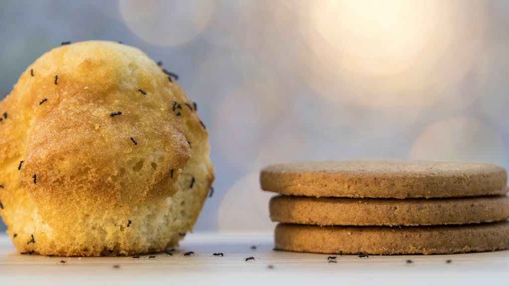 Tipps und Hausmittel. So wirst du Ameisen im Haus wieder los