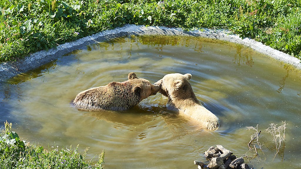 Bären. Aroser Bären zeigen Freude aneinander