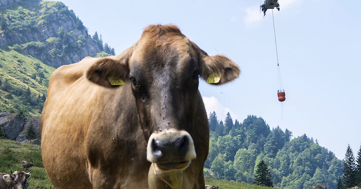 Partnervermittlung für landwirte .ch