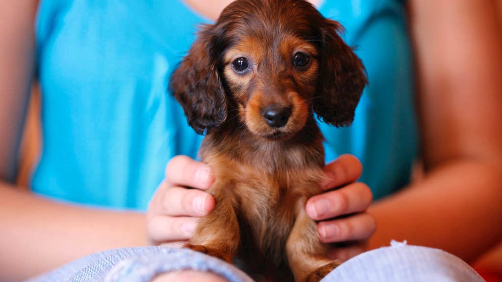 Science. Caresser un chat ou un chien pendant 10 minutes réduit le stress
