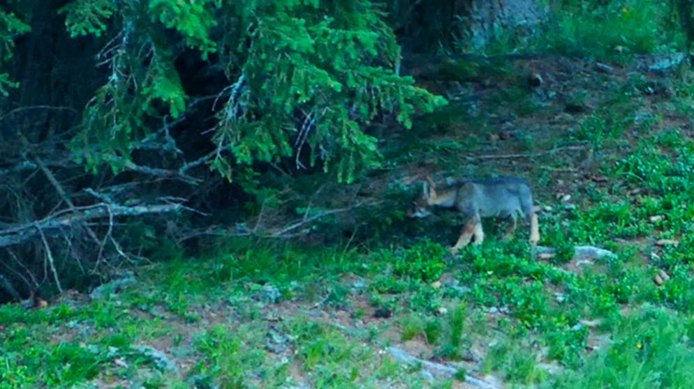Drittes Wolfsrudel in Graubünden. Mindestens fünf Jungwölfe sind gesichtet worden – hier eines der Tiere.