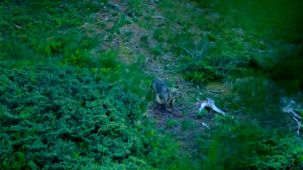 Drittes Wolfsrudel in Graubünden. Nun haben die beiden ein erstes Mal Nachwuchs gekriegt.