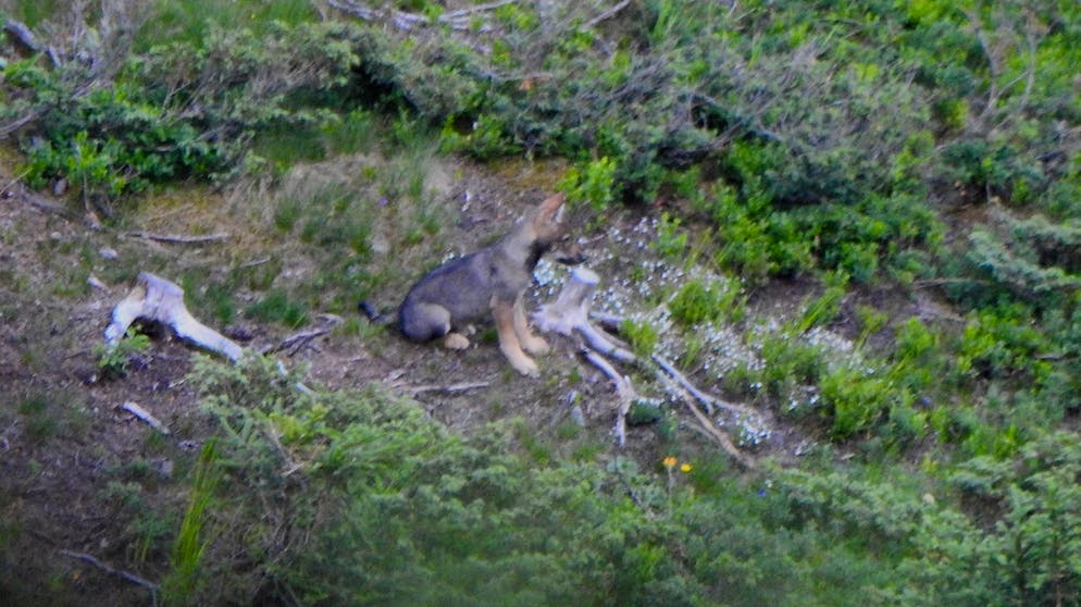 Drittes Wolfsrudel in Graubünden. Vergangenes Jahr wurde rund beim Piz Beverin ein Wolfspaar gesichtet.