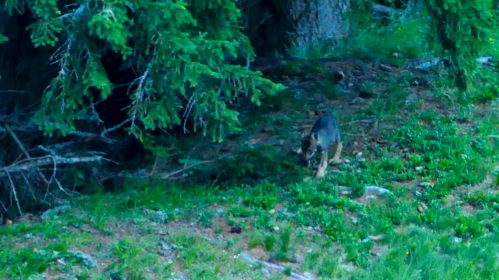 Drittes Wolfsrudel in Graubünden. Die Hinweise auf ein drittes Wolfsrudel im Kanton Graubünden haben sich bestätigt.