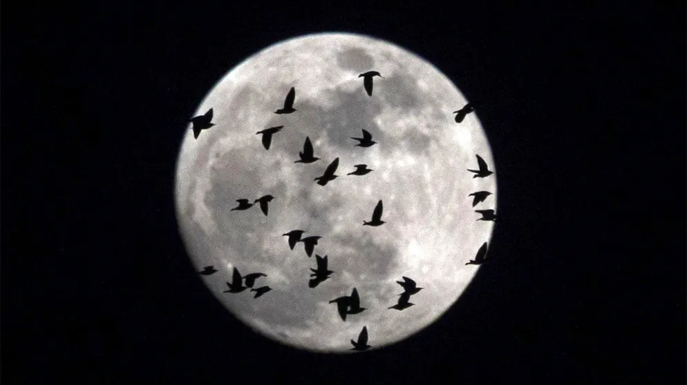 Unnützes Mond-Wissen. Nach dem Werwolf ist auch die Lykanthropie benannt – eine Wahnvorstellung, die Betroffene glauben lässt, sie würden sich in ein Tier verwandeln. Doch zurück zum Mond…