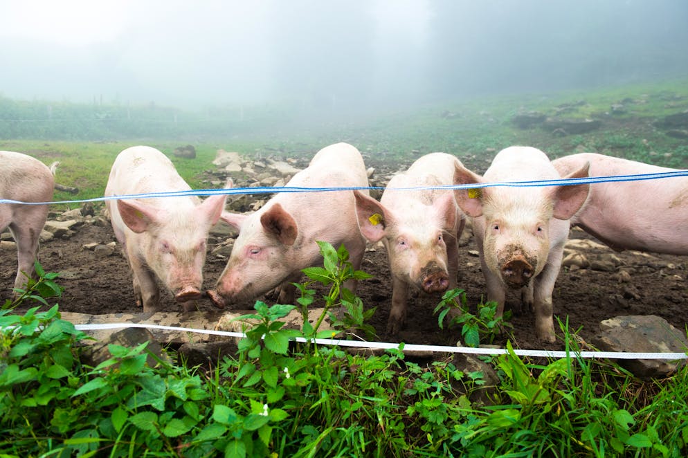 Markus Ritter auf dem Klangweg. «Glückliche Schweine – das gibt hervorragenden Speck», sagt Markus Ritter lachend, als die Wanderung an den Tieren vorbeiführt.