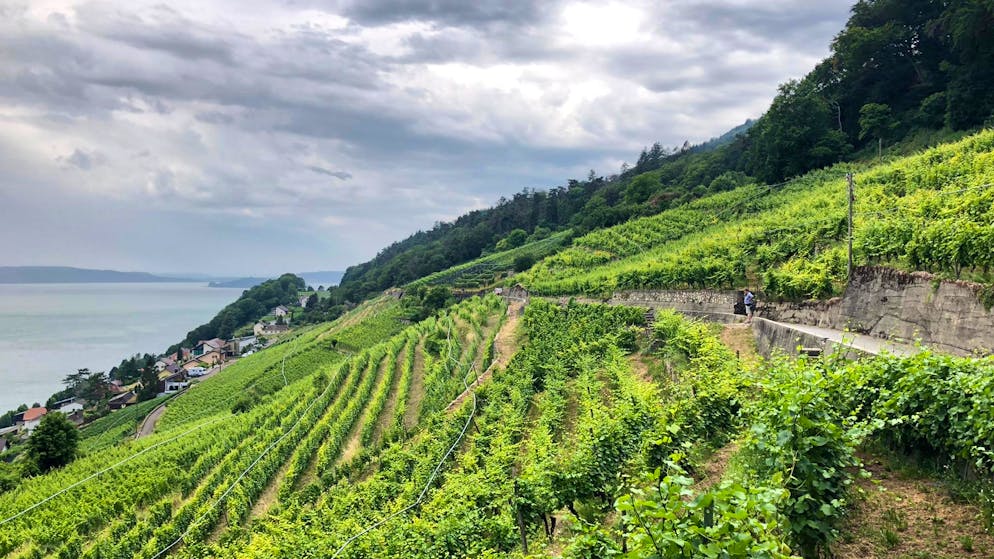 Die Aussicht hinunter auf den Bielersee lässt Nationalrat Corrado Pardini innehalten.