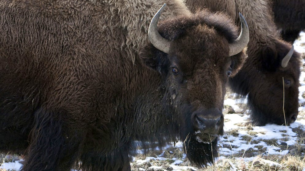 Gewaltige Tiere: Einem Bison will man nicht zu nahe kommen. 