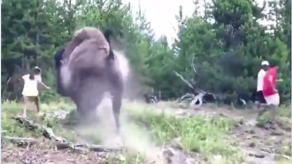 Heftige Aufnahmen. Bison nimmt Mädchen auf die Hörner