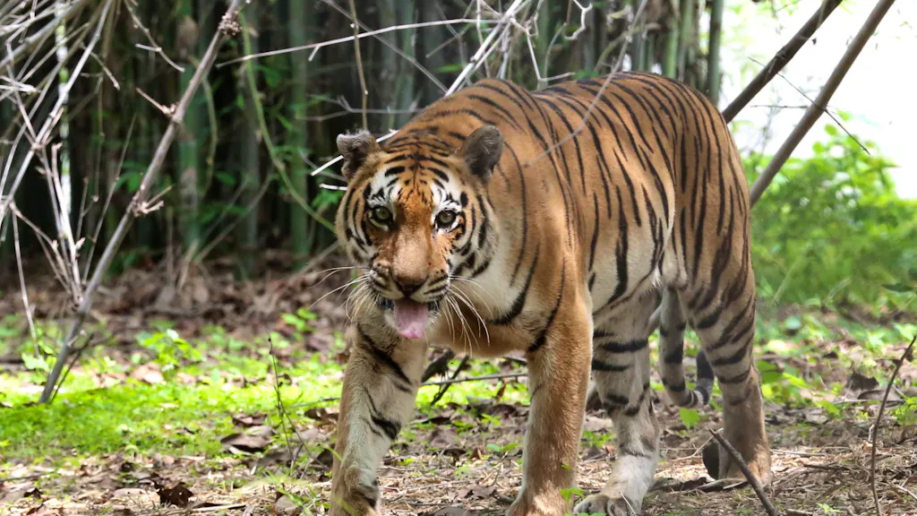 Mondo animale. Giornata mondiale tigre: rimaste solo 3'890