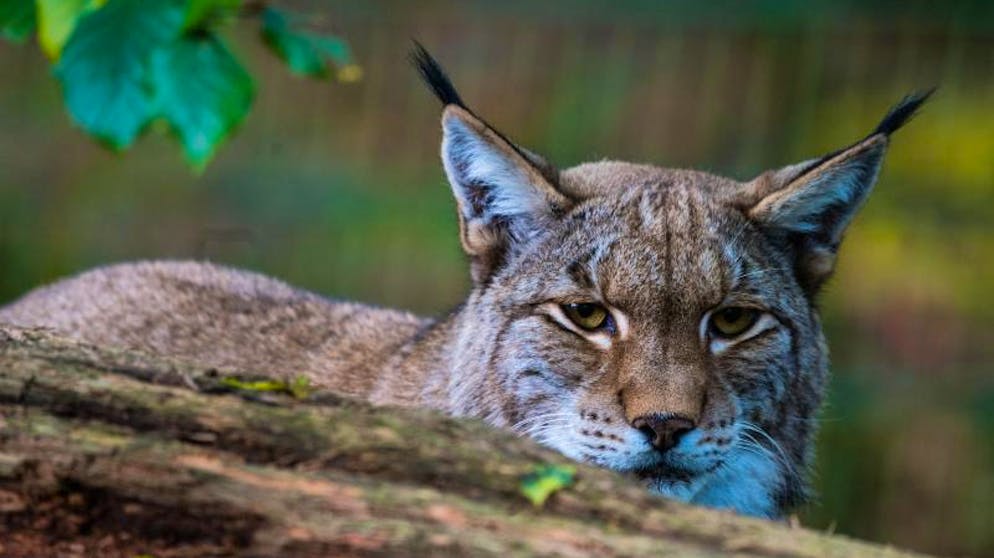 Luchse auf dem Land, Füchse in der Stadt: Die Wildtiere kehren zurück. Die wachsende Population der Luchse sorgt nicht nur für Freude.