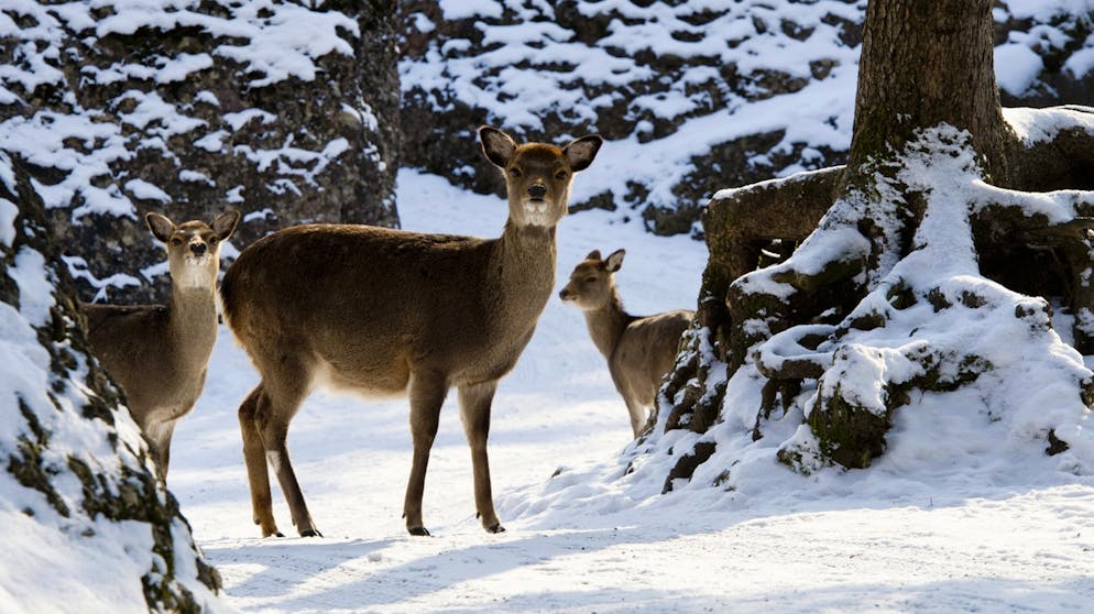 Luchse auf dem Land, Füchse in der Stadt: Die Wildtiere kehren zurück. Sikahirsche vermehren sich rasant und werden von manchen als Gefahr für Bäume betrachtet.