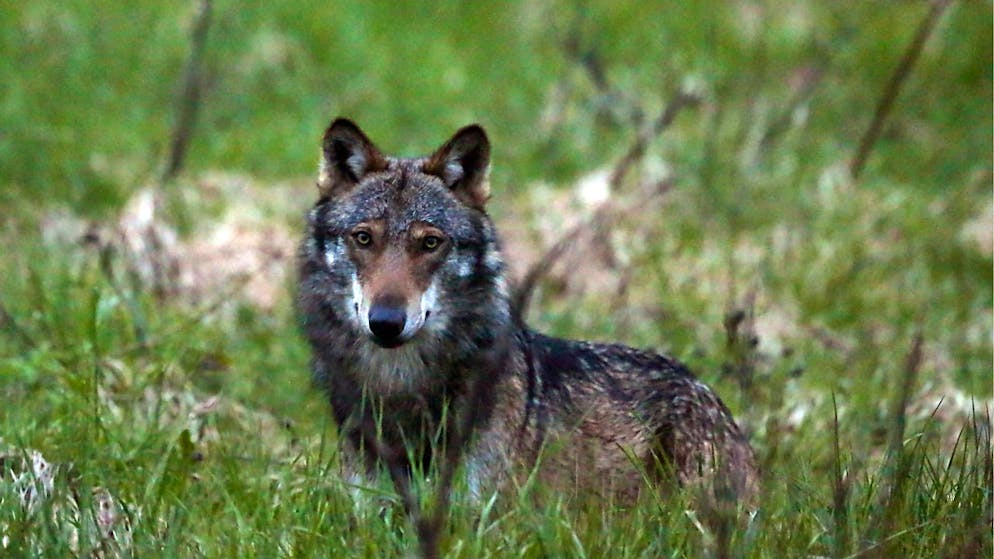 Luchse auf dem Land, Füchse in der Stadt: Die Wildtiere kehren zurück. Auch der Wolf kehrte in die Schweizer Kantone zurück.