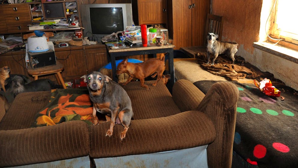 Animal Hoarder sind oft Menschen, die aufgrund von Lebenskrisen Trost bei Tieren suchen. Doch wenn sie anfangen, die Tiere zu horten, wird das zur Tierquälerei.