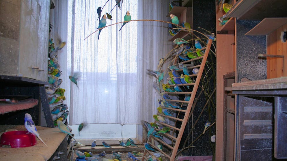 Keine Voliere, sondern eine Wohnung: Wenn mehr als 1000 Wellensittiche in einer Wohnung gehalten werden, ist das ein klarer Fall von Animal Hoarding.