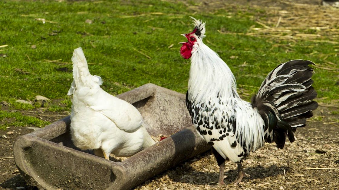 Krahender Guggel Muss Sich In Wohnzone An Stundenplan Halten