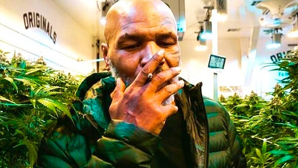 Box-Legende. Mike Tyson verkauft jetzt Gras – und ist selbst sein bester Kunde