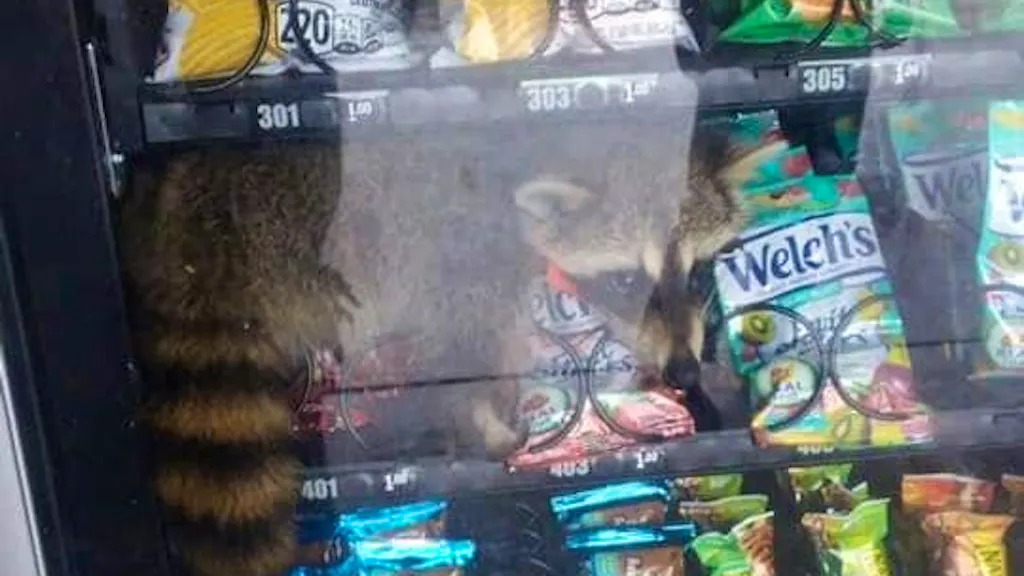 Tierischer Einbrecher. Hungriger Waschbär bleibt in Snackautomat stecken