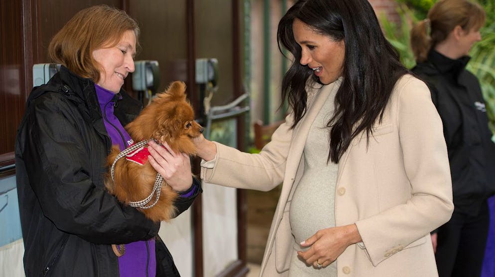Herzogin Meghan: Ihre teuersten Looks. Es muss für Herzogin Meghan jedoch nicht immer superteuer sein. Das Rollkragenkleid, in dem sie Hund Foxy und dem Tierheim Mayhew im Januar 2019 einen Besuch abstattete, gab es bei H&M für 30 Euro. Zugegeben: Der Armani-Mantel für 2'690 Franken lässt den Gesamtpreis für das Outfit dann doch nach oben schnellen.