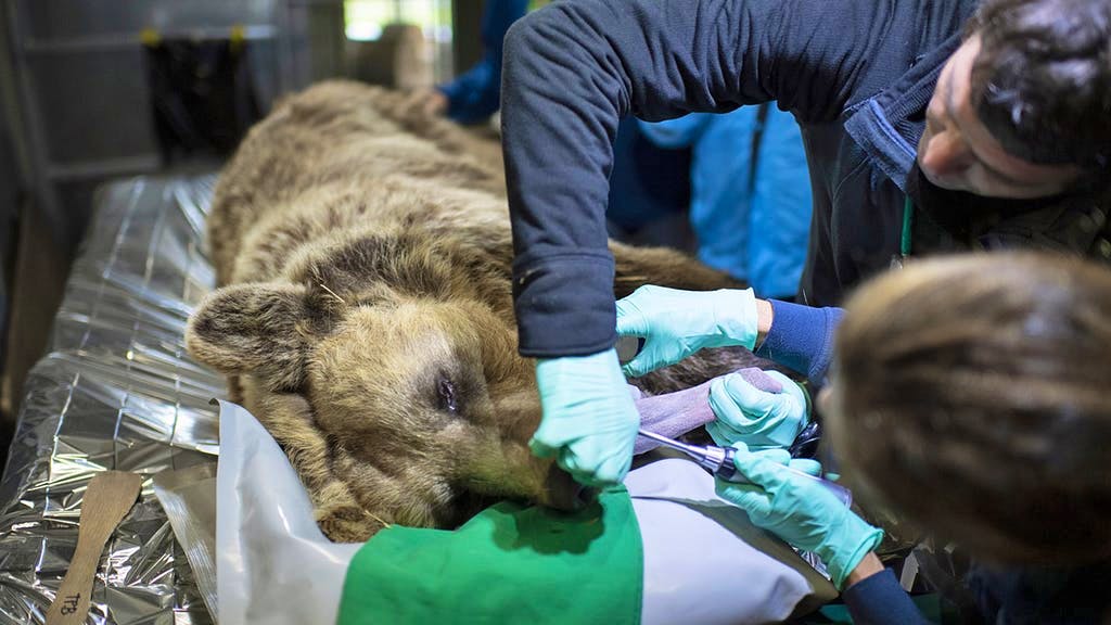 L’ourse Amelia, qui vit dans le parc aux ours d’Arosa, doit subir un traitement dentaire. Dans le même temps, l’animal a également été castré, dans la mesure où le concept du parc aux ours d’Arosa ne prévoit pas de reproduction.