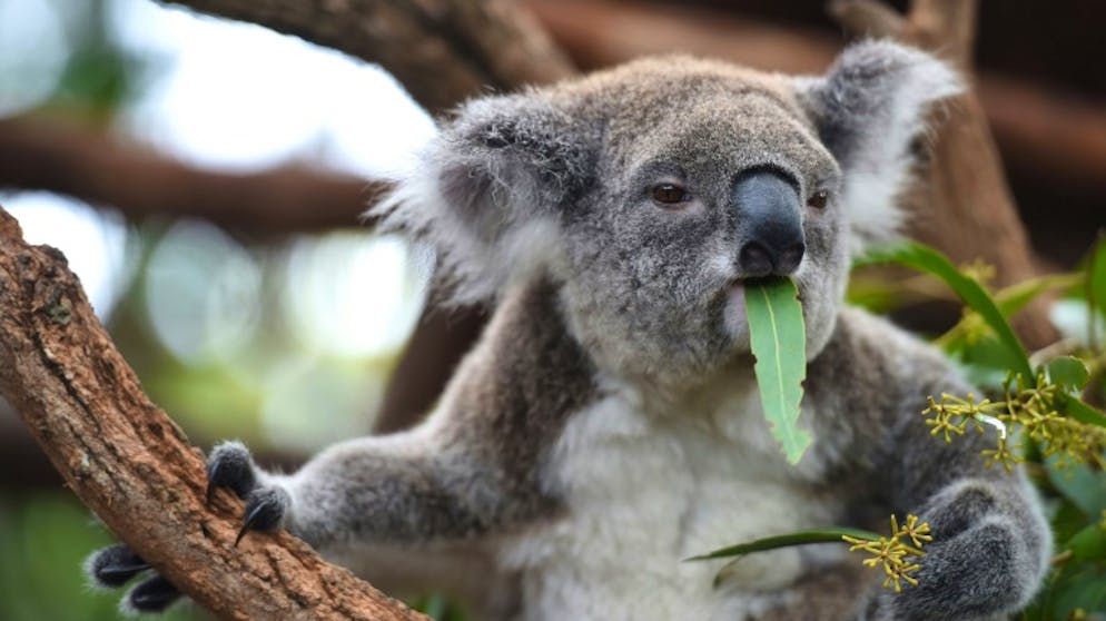 Wie Koala-Kot hungernden Artgenossen das Leben rettet