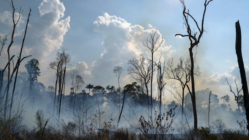 Welt in Sorge. Der Amazonas-Urwald in Flammen – Das müssen Sie unbedingt wissen