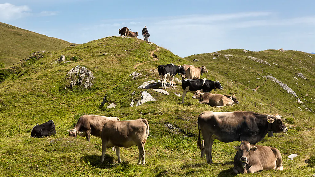 Urteil in Österreich. Von Kühen totgetrampelte Wanderin handelte «völlig sorglos»