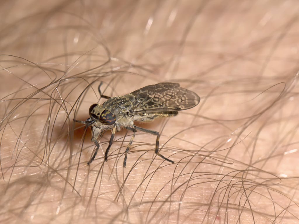 Insekt hat Jagdsaison: Wann es vor der Breme überhaupt kein Entkommen mehr  gibt