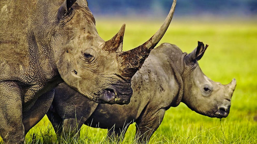 Afrikanische Lander Blasen Zur Grosswild Jagd